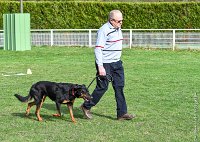 013- IENA -11032017-sans titre-OBE 6398 : 2017, BREVET, CC DE CHANTILLY, CONCOURS OBEISSANCE, IENA DES ALEXINES