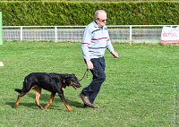 014- IENA -11032017-sans titre-OBE 6399 : 2017, BREVET, CC DE CHANTILLY, CONCOURS OBEISSANCE, IENA DES ALEXINES