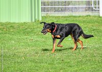 022- IENA -11032017-sans titre-OBE 6408 : 2017, BREVET, CC DE CHANTILLY, CONCOURS OBEISSANCE, IENA DES ALEXINES