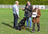 033- IENA -11032017-sans titre-OBE 6425 : 2017, BREVET, CC DE CHANTILLY, CONCOURS OBEISSANCE, IENA DES ALEXINES