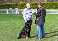 034- IENA -11032017-sans titre-OBE 6428 : 2017, BREVET, CC DE CHANTILLY, CONCOURS OBEISSANCE, IENA DES ALEXINES