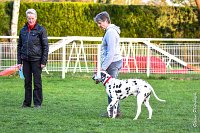 022- Impression  - 11032017-sans titre-OBE 7000 : 2017, CC DE CHANTILLY, CLASSE 1, CONCOURS OBEISSANCE, IMPRESSION COULEUR DES SOURCES DU REGARD TENDRE, Samedi 11 Mars 2017