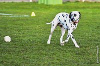 045- Impression  - 11032017-sans titre-OBE 7024 : 2017, CC DE CHANTILLY, CLASSE 1, CONCOURS OBEISSANCE, IMPRESSION COULEUR DES SOURCES DU REGARD TENDRE, Samedi 11 Mars 2017