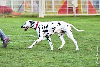 058- Impression  - 11032017-sans titre-OBE 7040 : 2017, CC DE CHANTILLY, CLASSE 1, CONCOURS OBEISSANCE, IMPRESSION COULEUR DES SOURCES DU REGARD TENDRE, Samedi 11 Mars 2017