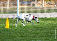 062- Impression  - 11032017-sans titre-OBE 7047 : 2017, CC DE CHANTILLY, CLASSE 1, CONCOURS OBEISSANCE, IMPRESSION COULEUR DES SOURCES DU REGARD TENDRE, Samedi 11 Mars 2017