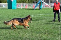 052- ISA -11032017-sans titre-OBE 6574 : 2017, BREVET, CC DE CHANTILLY, CONCOURS OBEISSANCE, ISA DE LA HUCHE NORMANDE