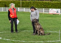 010- JINBEY - 11032017-sans titre-OBE 6655 : 2017, BREVET, CC DE CHANTILLY, CONCOURS OBEISSANCE, JINBEI