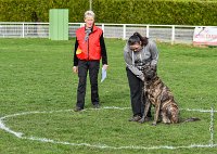 011- JINBEY - 11032017-sans titre-OBE 6656 : 2017, BREVET, CC DE CHANTILLY, CONCOURS OBEISSANCE, JINBEI