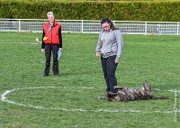 021- JINBEY - 11032017-sans titre-OBE 6669 : 2017, BREVET, CC DE CHANTILLY, CONCOURS OBEISSANCE, JINBEI