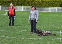 022- JINBEY - 11032017-sans titre-OBE 6670 : 2017, BREVET, CC DE CHANTILLY, CONCOURS OBEISSANCE, JINBEI