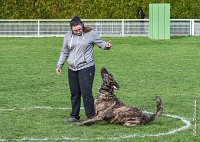 023- JINBEY - 11032017-sans titre-OBE 6671 : 2017, BREVET, CC DE CHANTILLY, CONCOURS OBEISSANCE, JINBEI