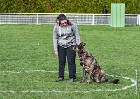 024- JINBEY - 11032017-sans titre-OBE 6672 : 2017, BREVET, CC DE CHANTILLY, CONCOURS OBEISSANCE, JINBEI