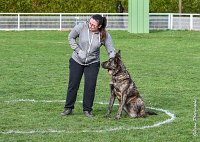 026- JINBEY - 11032017-sans titre-OBE 6675 : 2017, BREVET, CC DE CHANTILLY, CONCOURS OBEISSANCE, JINBEI