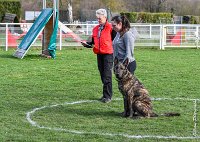 027- JINBEY - 11032017-sans titre-OBE 6676 : 2017, BREVET, CC DE CHANTILLY, CONCOURS OBEISSANCE, JINBEI