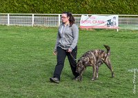 028- JINBEY - 11032017-sans titre-OBE 6678 : 2017, BREVET, CC DE CHANTILLY, CONCOURS OBEISSANCE, JINBEI