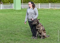 029- JINBEY - 11032017-sans titre-OBE 6680 : 2017, BREVET, CC DE CHANTILLY, CONCOURS OBEISSANCE, JINBEI