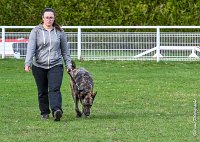 030- JINBEY - 11032017-sans titre-OBE 6681 : 2017, BREVET, CC DE CHANTILLY, CONCOURS OBEISSANCE, JINBEI