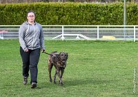 031- JINBEY - 11032017-sans titre-OBE 6682 : 2017, BREVET, CC DE CHANTILLY, CONCOURS OBEISSANCE, JINBEI