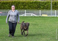 032- JINBEY - 11032017-sans titre-OBE 6683 : 2017, BREVET, CC DE CHANTILLY, CONCOURS OBEISSANCE, JINBEI