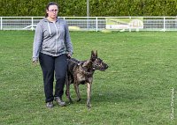 033- JINBEY - 11032017-sans titre-OBE 6684 : 2017, BREVET, CC DE CHANTILLY, CONCOURS OBEISSANCE, JINBEI