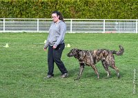 034- JINBEY - 11032017-sans titre-OBE 6688 : 2017, BREVET, CC DE CHANTILLY, CONCOURS OBEISSANCE, JINBEI