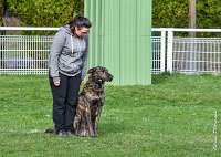 036- JINBEY - 11032017-sans titre-OBE 6690 : 2017, BREVET, CC DE CHANTILLY, CONCOURS OBEISSANCE, JINBEI