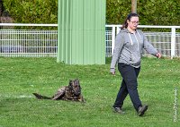 037- JINBEY - 11032017-sans titre-OBE 6692 : 2017, BREVET, CC DE CHANTILLY, CONCOURS OBEISSANCE, JINBEI