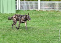 039- JINBEY - 11032017-sans titre-OBE 6694 : 2017, BREVET, CC DE CHANTILLY, CONCOURS OBEISSANCE, JINBEI