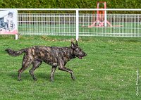 040- JINBEY - 11032017-sans titre-OBE 6695 : 2017, BREVET, CC DE CHANTILLY, CONCOURS OBEISSANCE, JINBEI