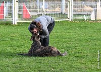 041- JINBEY - 11032017-sans titre-OBE 6697 : 2017, BREVET, CC DE CHANTILLY, CONCOURS OBEISSANCE, JINBEI