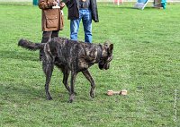 044- JINBEY - 11032017-sans titre-OBE 6701 : 2017, BREVET, CC DE CHANTILLY, CONCOURS OBEISSANCE, JINBEI