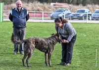 046- JINBEY - 11032017-sans titre-OBE 6704 : 2017, BREVET, CC DE CHANTILLY, CONCOURS OBEISSANCE, JINBEI