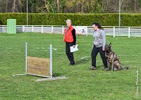 049- JINBEY - 11032017-sans titre-OBE 6707 : 2017, BREVET, CC DE CHANTILLY, CONCOURS OBEISSANCE, JINBEI