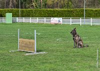 050- JINBEY - 11032017-sans titre-OBE 6708 : 2017, BREVET, CC DE CHANTILLY, CONCOURS OBEISSANCE, JINBEI