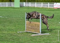 051- JINBEY - 11032017-sans titre-OBE 6709 : 2017, BREVET, CC DE CHANTILLY, CONCOURS OBEISSANCE, JINBEI