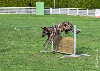 052- JINBEY - 11032017-sans titre-OBE 6710 : 2017, BREVET, CC DE CHANTILLY, CONCOURS OBEISSANCE, JINBEI