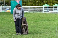 053- JINBEY - 11032017-sans titre-OBE 6713 : 2017, BREVET, CC DE CHANTILLY, CONCOURS OBEISSANCE, JINBEI