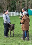 058- JINBEY - 11032017-sans titre-OBE 6719 : 2017, BREVET, CC DE CHANTILLY, CONCOURS OBEISSANCE, JINBEI