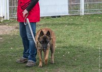 003- LEIKA -11032017-sans titre-OBE 6198 : 2017, CC DE CHANTILLY, CONCOURS OBEISSANCE, CSAU, LEIKA, Samedi 11 Mars 2017