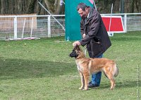 006- LEIKA -11032017-sans titre-OBE 6203 : 2017, CC DE CHANTILLY, CONCOURS OBEISSANCE, CSAU, LEIKA, Samedi 11 Mars 2017