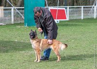 007- LEIKA -11032017-sans titre-OBE 6204 : 2017, CC DE CHANTILLY, CONCOURS OBEISSANCE, CSAU, LEIKA, Samedi 11 Mars 2017