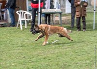 009- LEIKA -11032017-sans titre-OBE 6206 : 2017, CC DE CHANTILLY, CONCOURS OBEISSANCE, CSAU, LEIKA, Samedi 11 Mars 2017