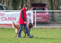 012- LEIKA -11032017-sans titre-OBE 6210 : 2017, CC DE CHANTILLY, CONCOURS OBEISSANCE, CSAU, LEIKA, Samedi 11 Mars 2017