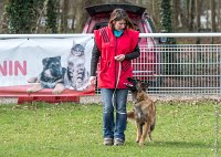 013- LEIKA -11032017-sans titre-OBE 6211 : 2017, CC DE CHANTILLY, CONCOURS OBEISSANCE, CSAU, LEIKA, Samedi 11 Mars 2017