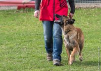 015- LEIKA -11032017-sans titre-OBE 6213 : 2017, CC DE CHANTILLY, CONCOURS OBEISSANCE, CSAU, LEIKA, Samedi 11 Mars 2017