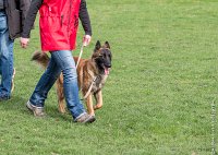 021- LEIKA -11032017-sans titre-OBE 6220 : 2017, CC DE CHANTILLY, CONCOURS OBEISSANCE, CSAU, LEIKA, Samedi 11 Mars 2017