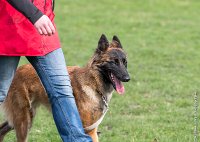 022- LEIKA -11032017-sans titre-OBE 6221 : 2017, CC DE CHANTILLY, CONCOURS OBEISSANCE, CSAU, LEIKA, Samedi 11 Mars 2017