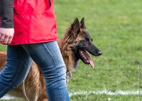 023- LEIKA -11032017-sans titre-OBE 6222 : 2017, CC DE CHANTILLY, CONCOURS OBEISSANCE, CSAU, LEIKA, Samedi 11 Mars 2017