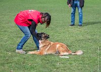 028- LEIKA -11032017-sans titre-OBE 6230 : 2017, CC DE CHANTILLY, CONCOURS OBEISSANCE, CSAU, LEIKA, Samedi 11 Mars 2017