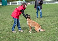 029- LEIKA -11032017-sans titre-OBE 6231 : 2017, CC DE CHANTILLY, CONCOURS OBEISSANCE, CSAU, LEIKA, Samedi 11 Mars 2017